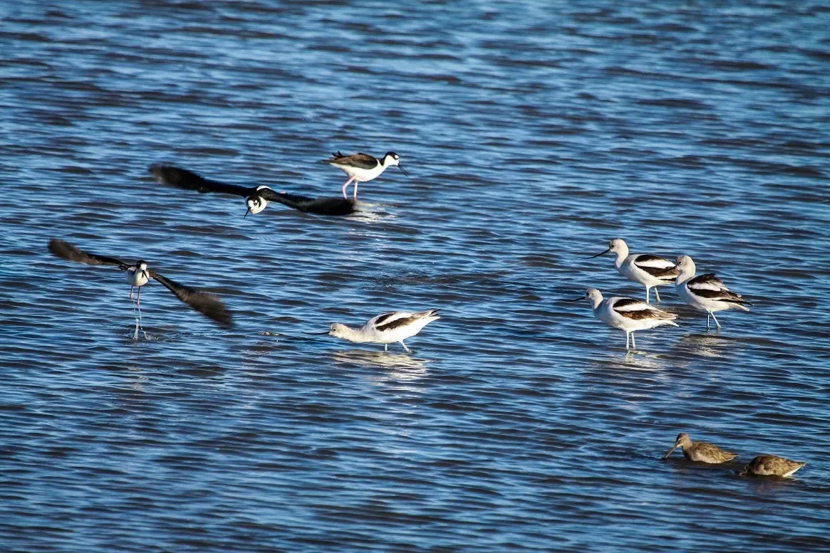 File:American Avocet Recurvirostra Americana Long Billed Dowitcher Limnodromus Scolopaceus And Black (29405445).jpeg
