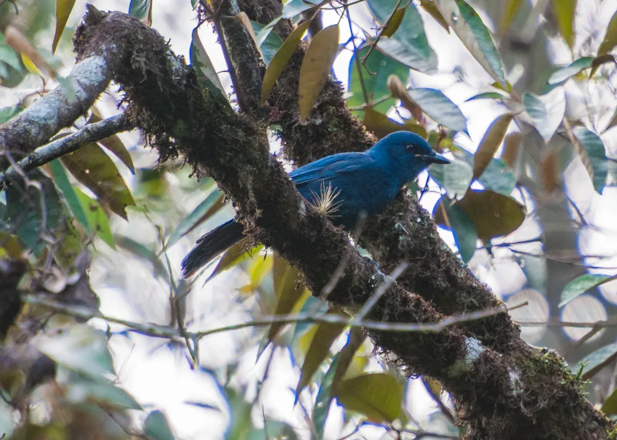 File:Aphelocoma unicolor, Mexico.jpg