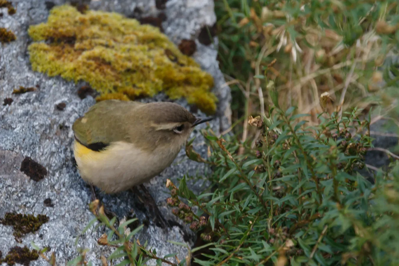 File:New Zealand Rock wren (Xenicus gilviventris).jpg