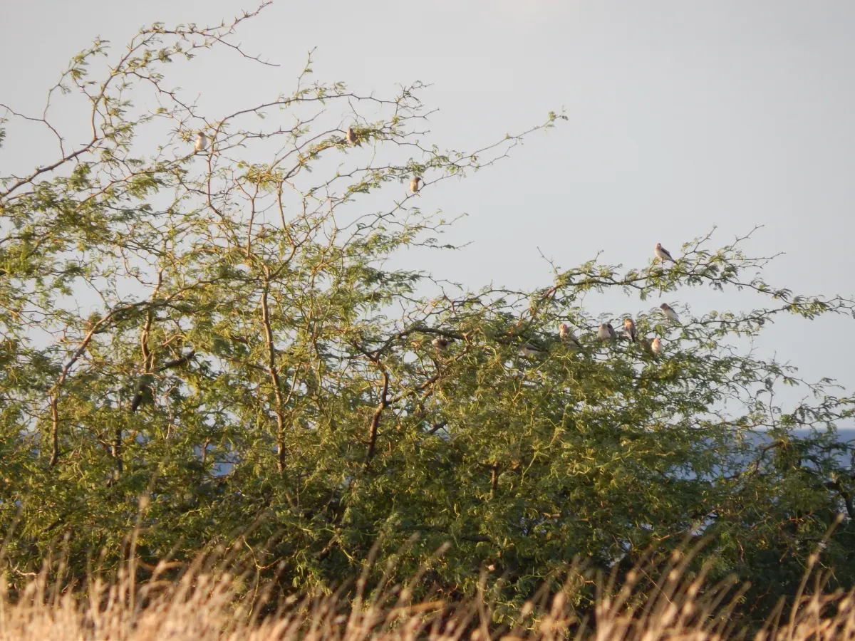 File:Starr-141217-2877-Prosopis pallida-branches with African silverbills Lonchura cantans-Honokanaia-Kahoolawe (25130966742).jpg