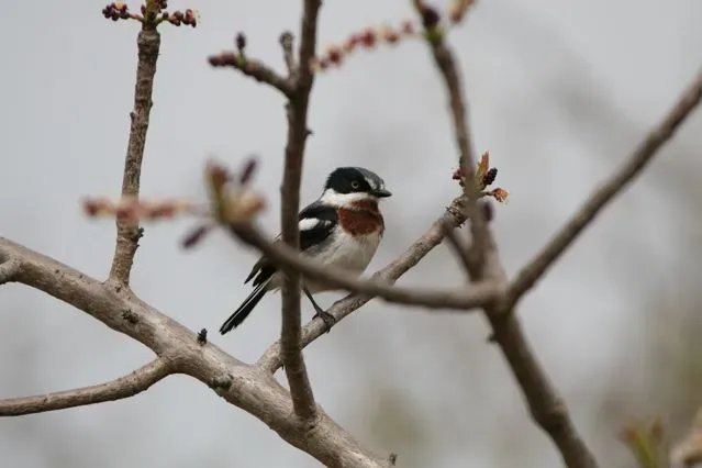 File:Chinspot Batis (Batis molitor).jpg