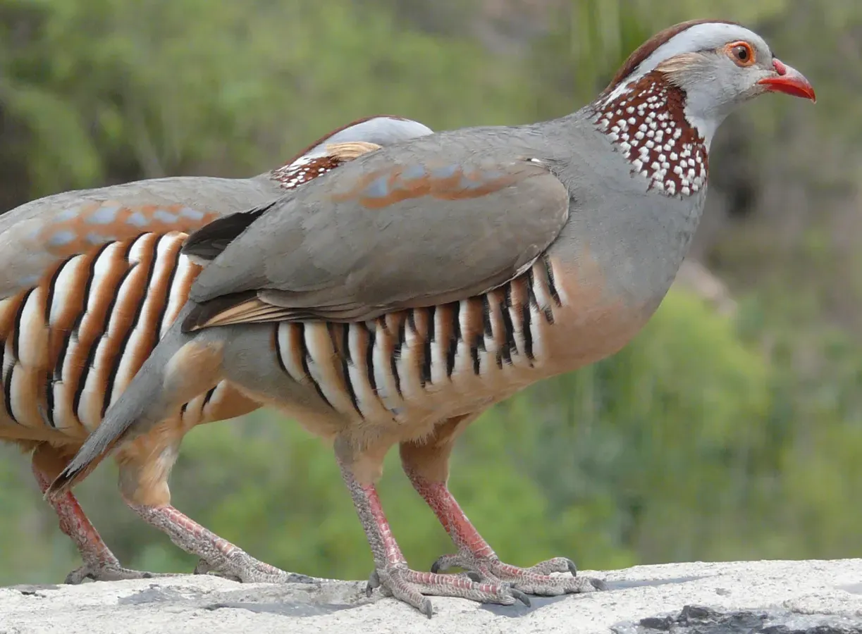 File:Alectoris barbara.jpg