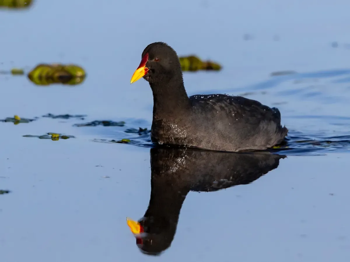 File:Fulica rufifrons - Red-fronted coot; Punta del Este, Uruguay.jpg