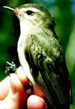 File:Vireo gilvus.jpg