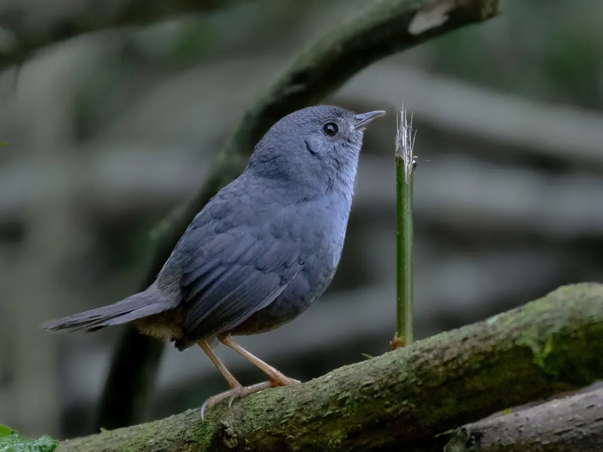 File:Scytalopus petrophilus - Rock tapaculo; Monteiro Lobato, São Paulo, Brazil.jpg