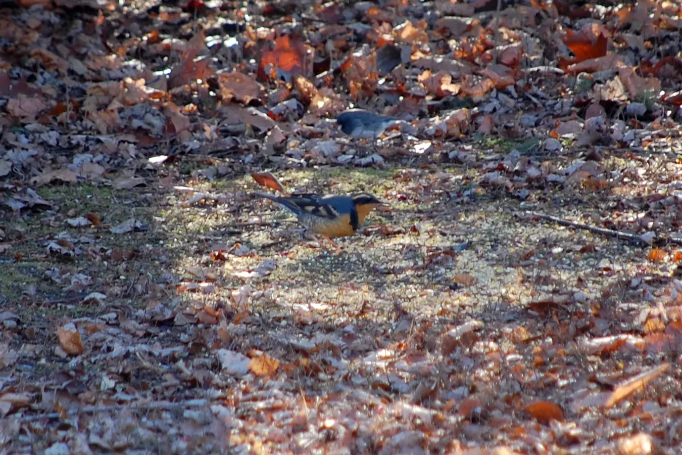 File:Ixoreus naevius (6820005883).jpg