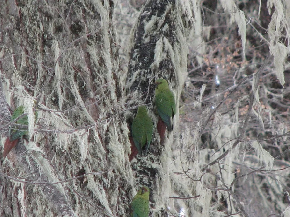 File:Cachaña-Enicognathus ferrugineus.jpg