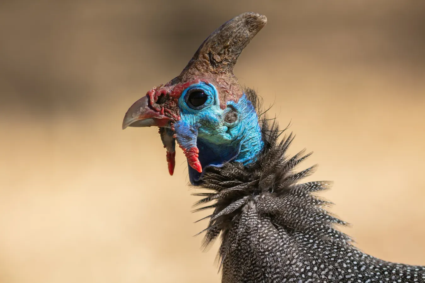 File:Gallina de Guinea (Numida meleagris), parque nacional Kruger, Sudáfrica, 2018-07-25, DD 42.jpg