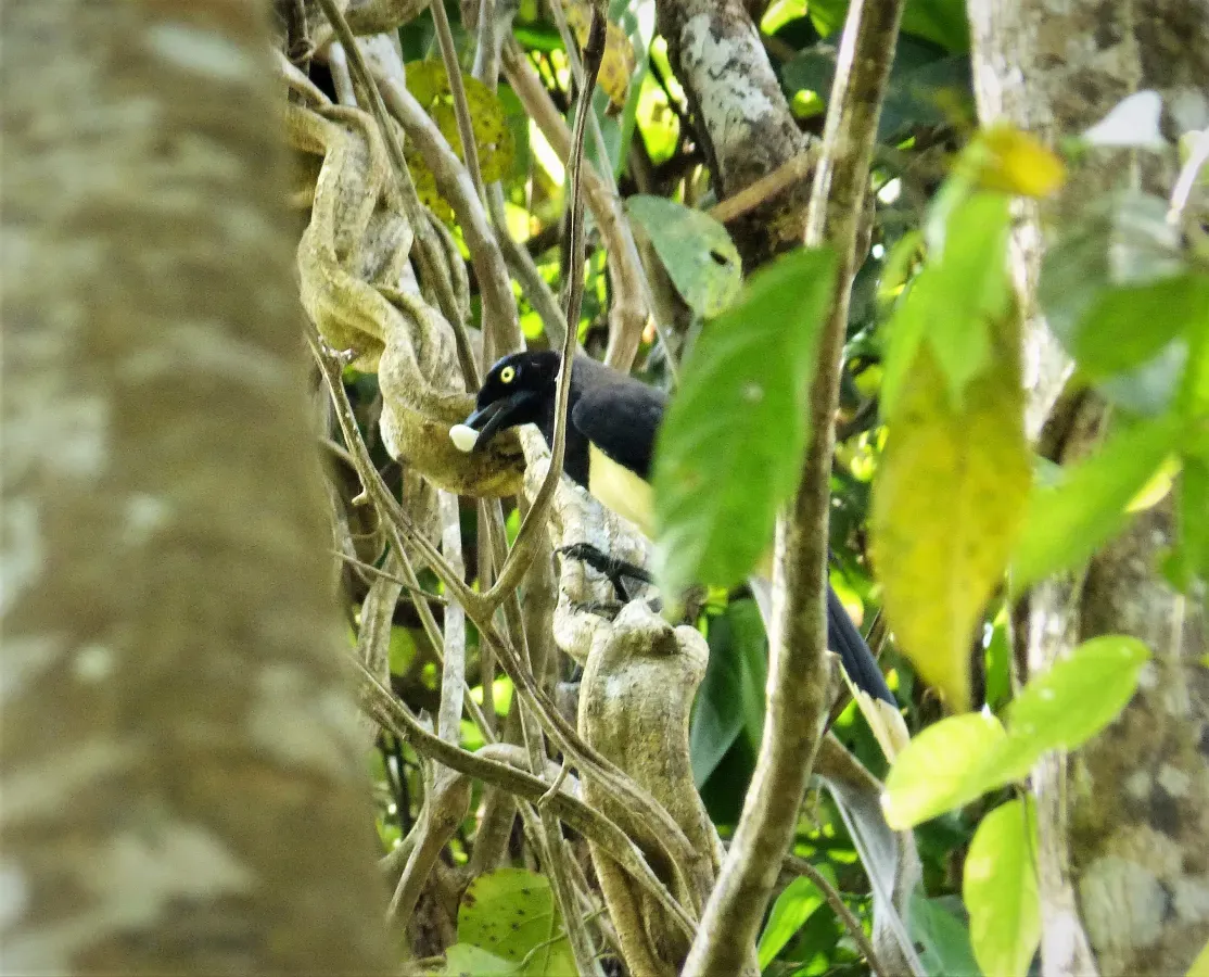 File:Black-chested Jay Cyanocorax affinis (42292368655).jpg
