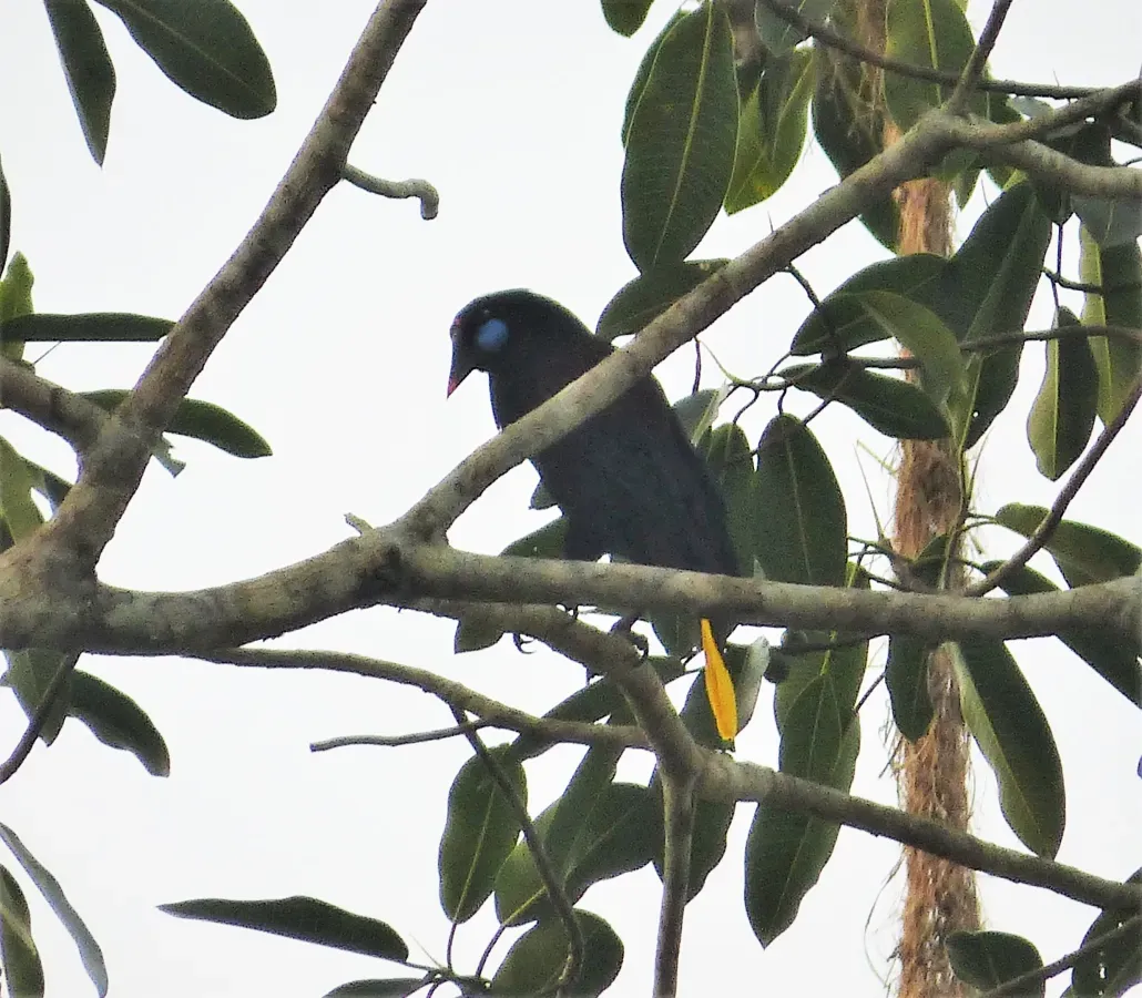 File:Black Oropendola Psarocolius guatimozinusB (28133389517).jpg