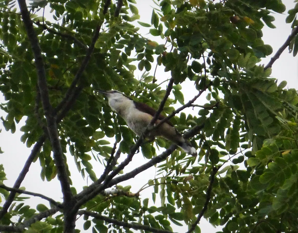 File:White-headed Wren Campylorhynchus albobrunneus (28084576197).jpg
