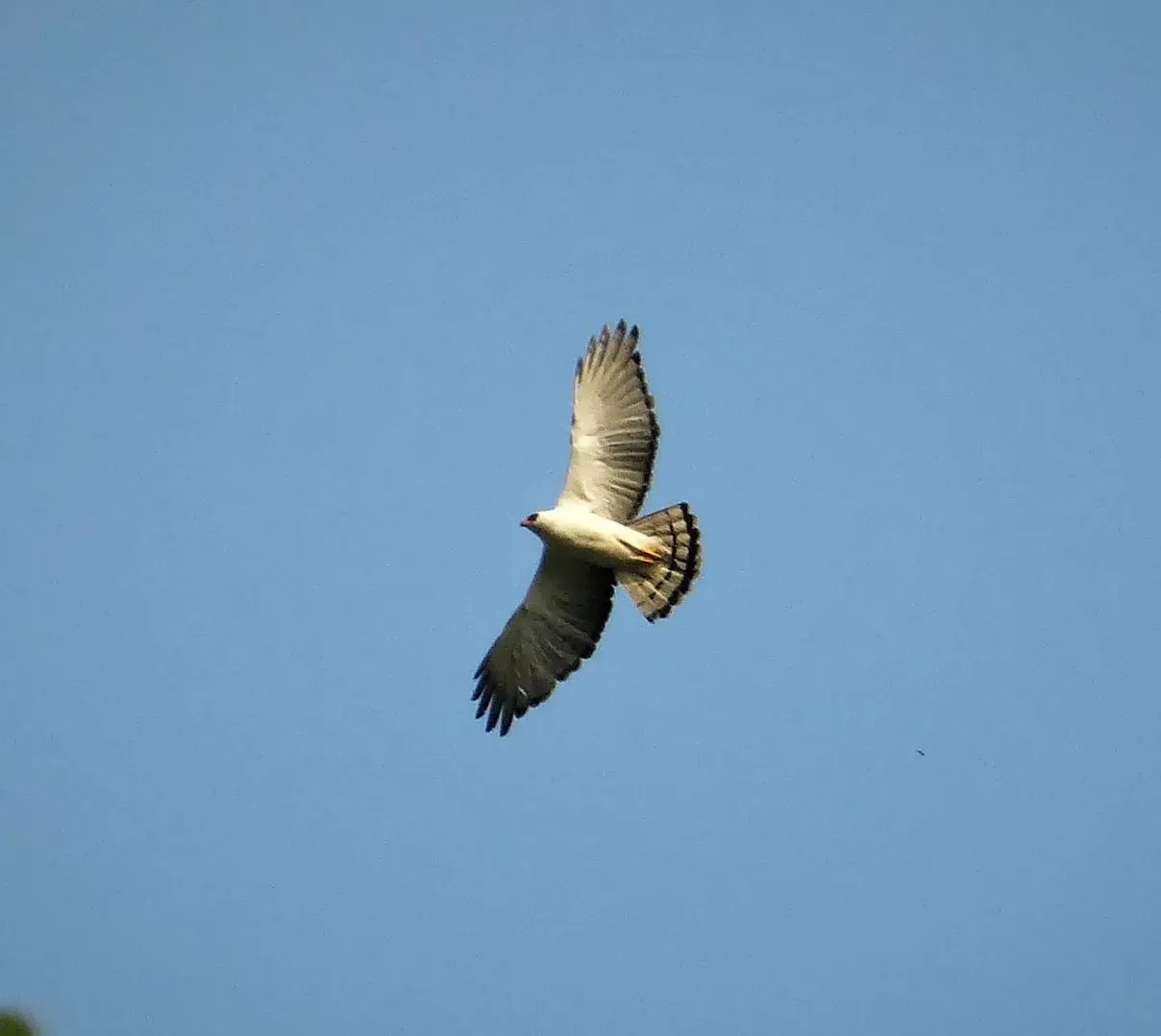 File:Black-and-white Hawk-Eagle Spizaetus melanoleucus (42816373161).jpg