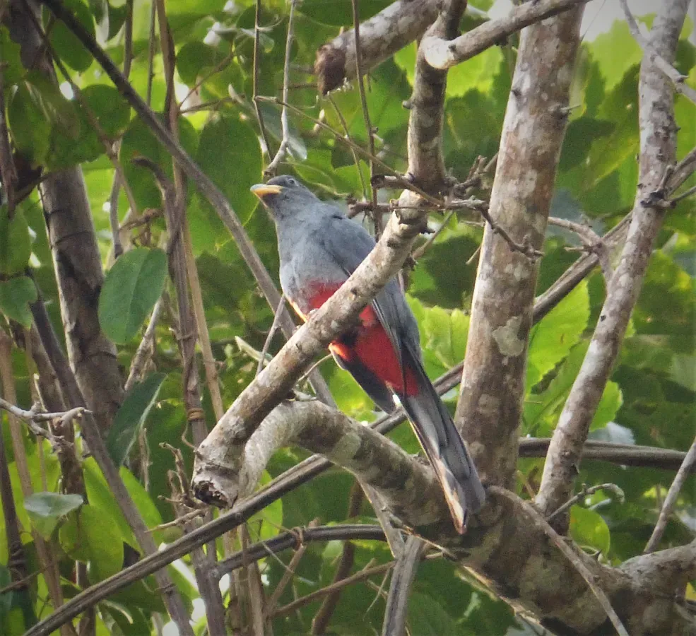 File:Black-tailed Trogon. Trogon melanurus female (41915564165).jpg