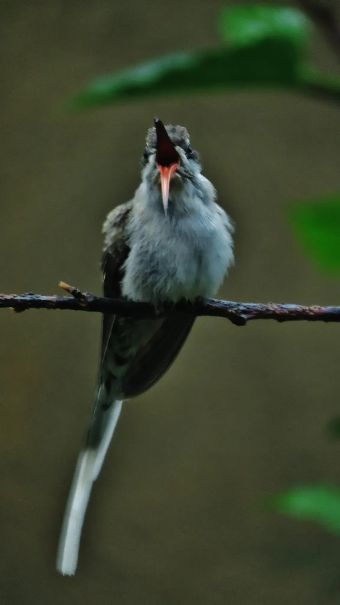 File:Phaethornis Bourcieri Hermitaño De Pico Recto (134714841).jpeg
