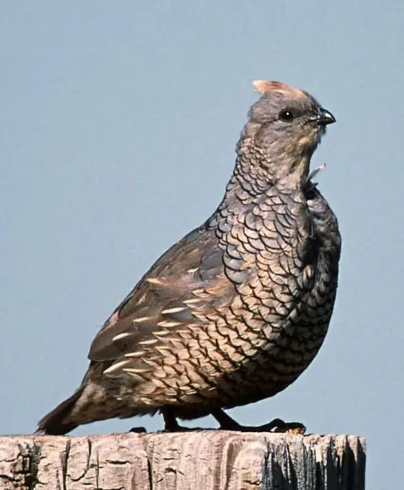 File:Callipepla squamataUSDAalt.jpg