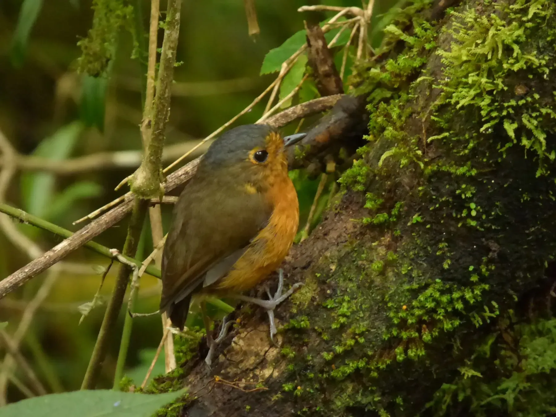 File:Grallaricula nana (Tororoi enano) (14052683112).jpg