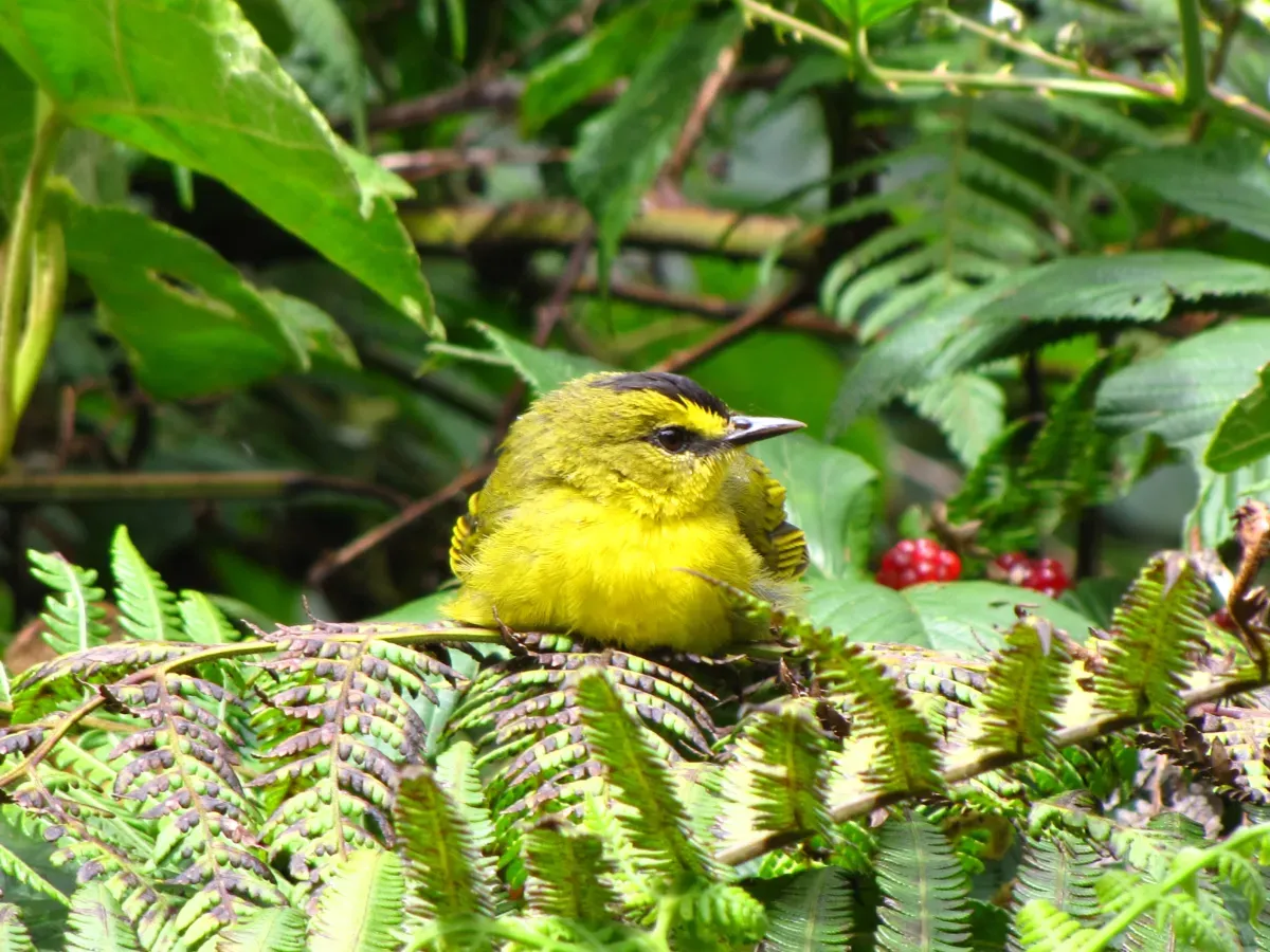 File:Myiothlypis nigrocristata(Arañero cabecinegro) (14056324165).jpg
