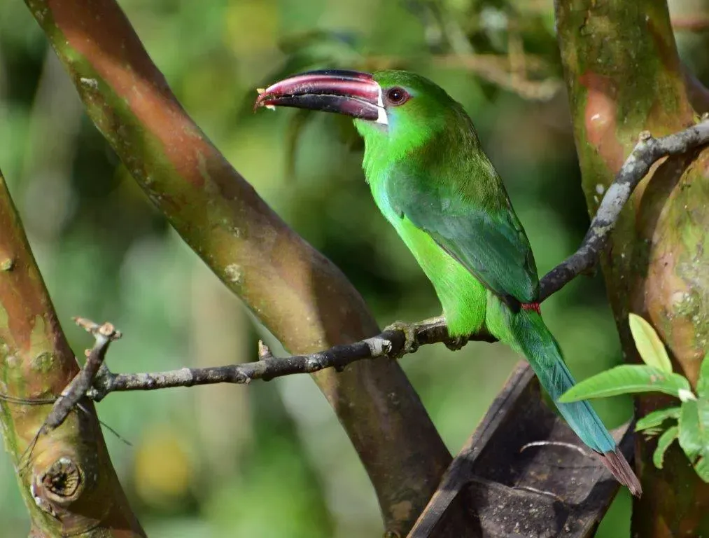File:Aulacorhynchus haematopygus. Tucancito rabirrojo - Crimson-rumped Toucanet (30834520597).jpg