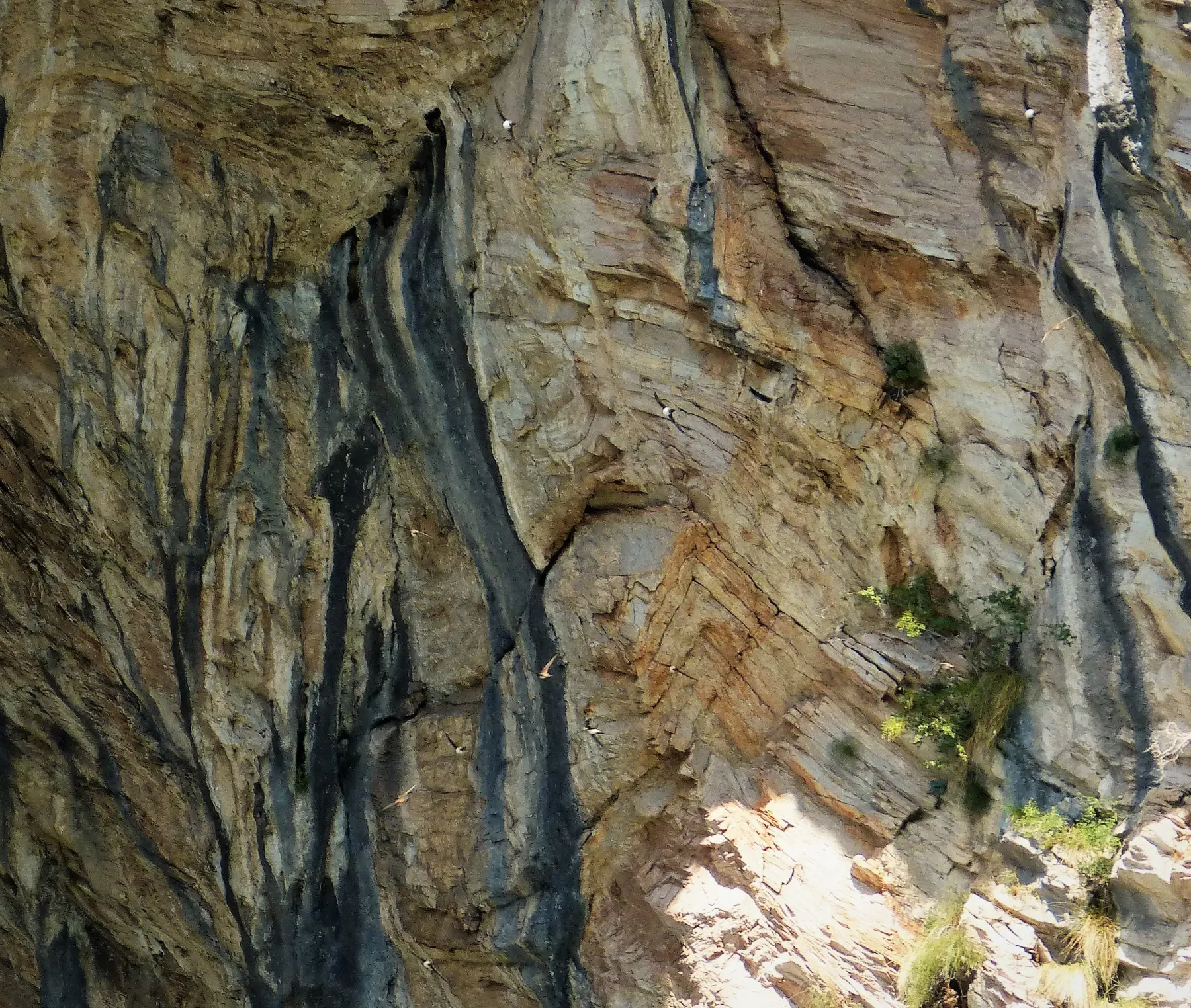 File:Alpine Swifts Tachymarptis melba (45597230432).jpg