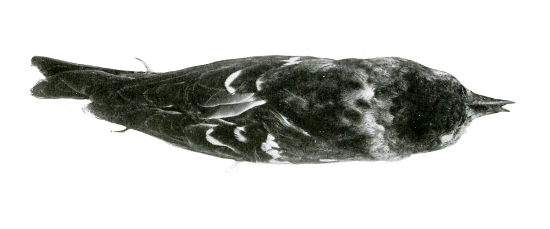 File:Loxia megaplaga Smithsonian.jpg