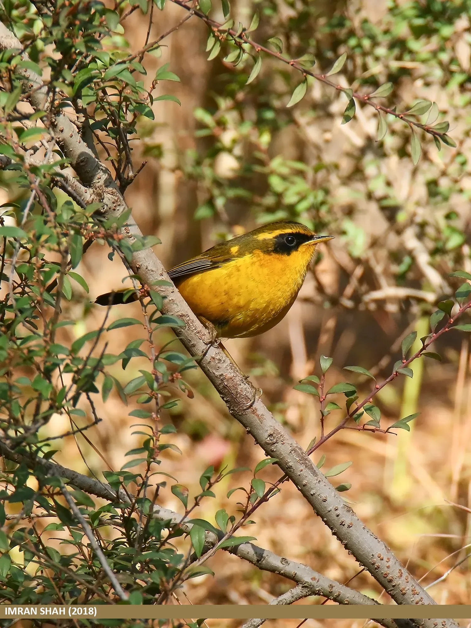 File:Golden Bush-robin (Tarsiger chrysaeus) (26845432867).jpg