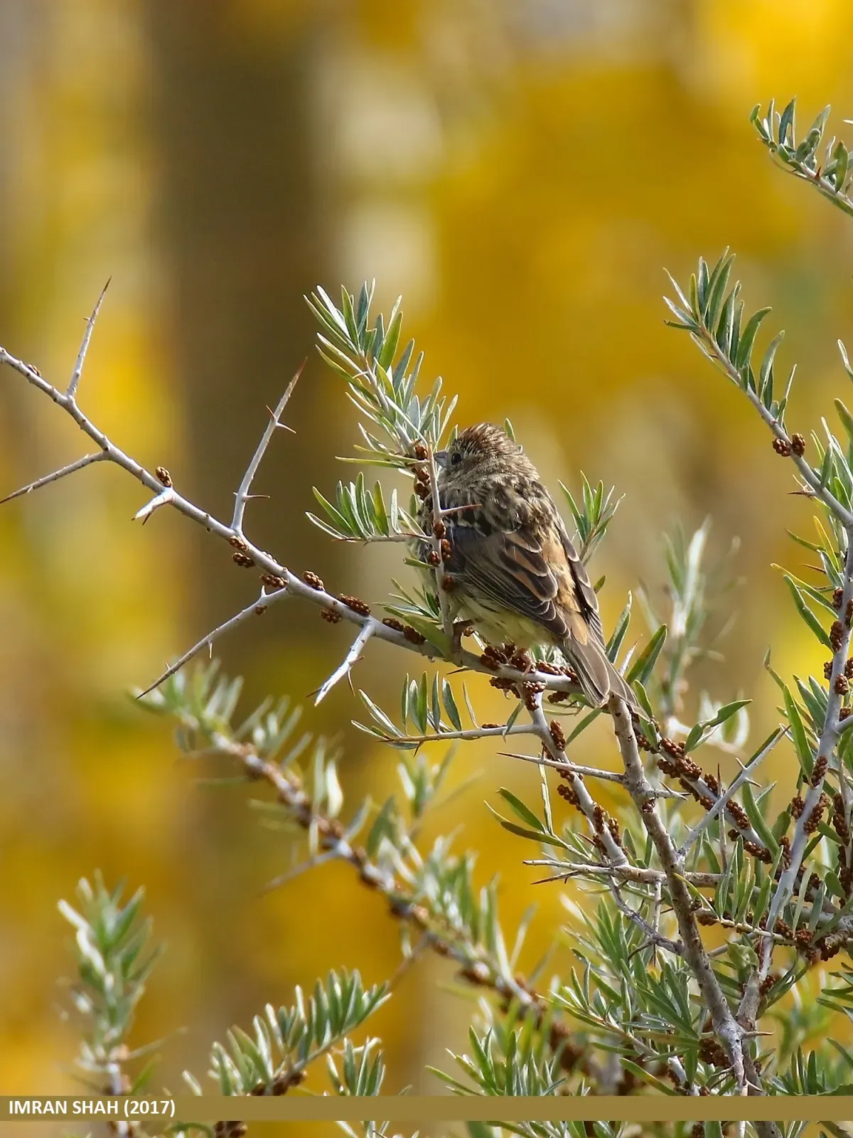 File:Chestnut Bunting (Emberiza rutila) (27860247889).jpg