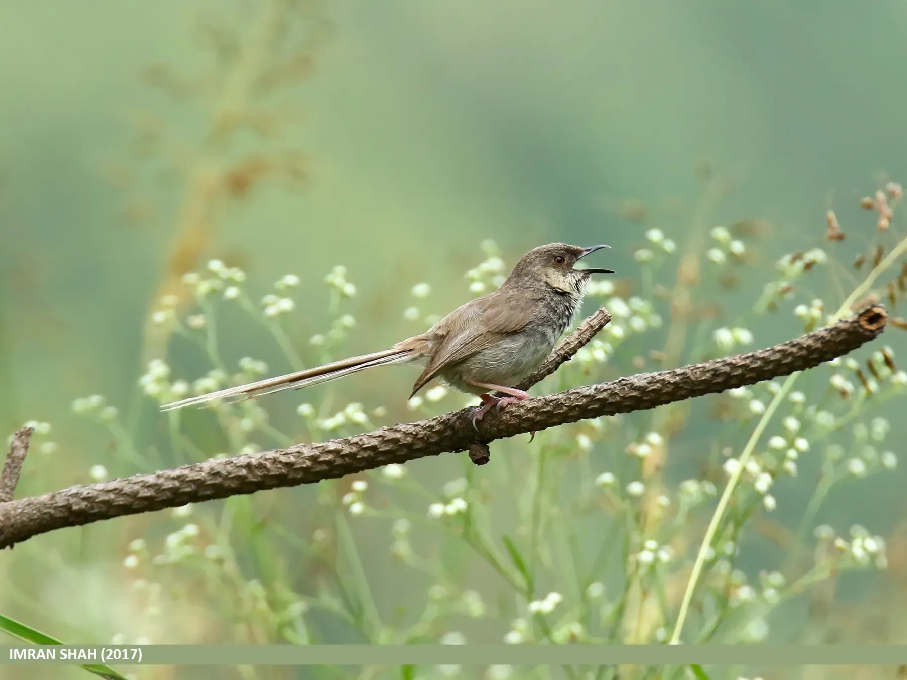 File:Grey-breasted Prinia (Prinia hodgsonii) (24769515847).jpg