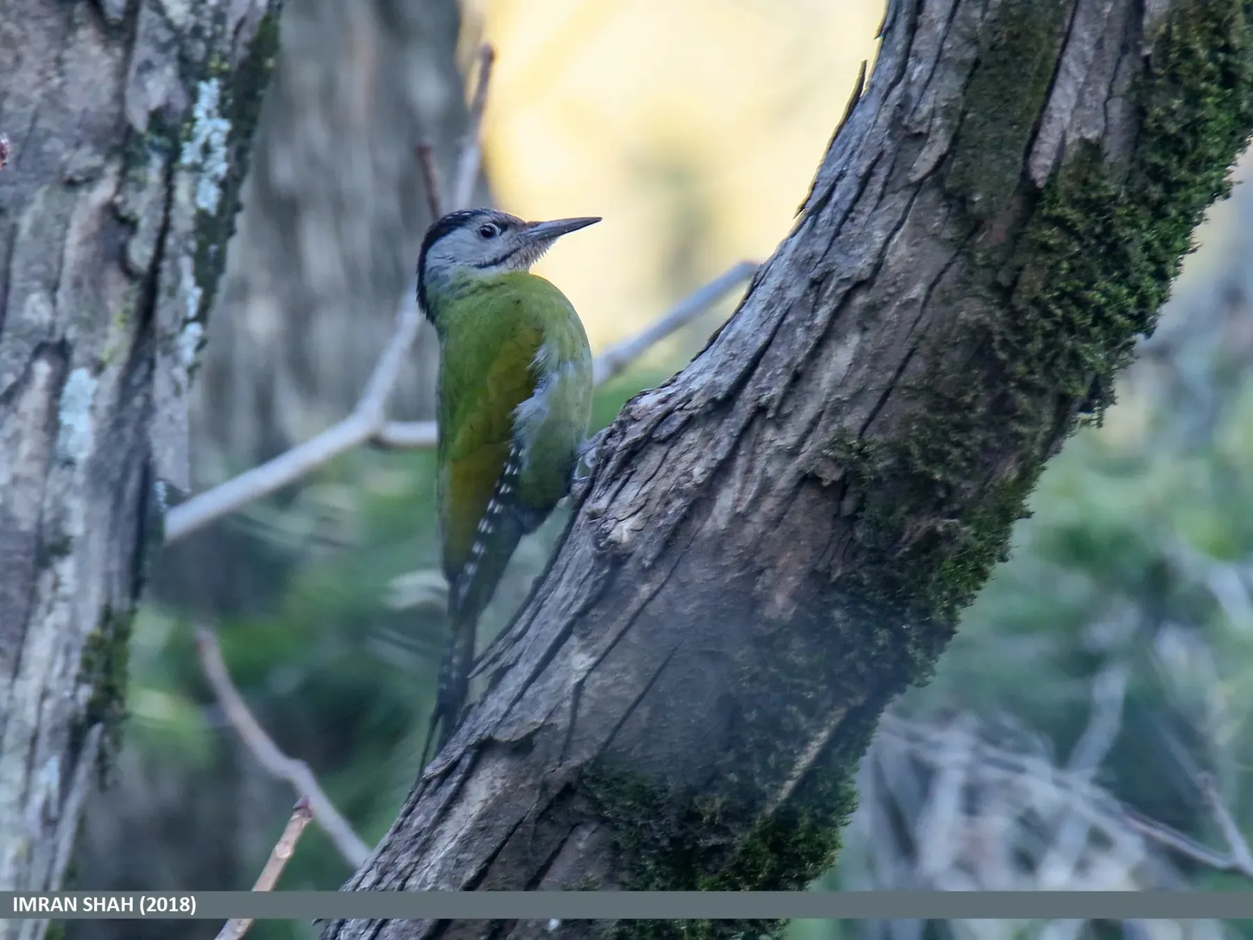 File:Grey-headed Woodpecker (Picus canus) (27812377339).jpg
