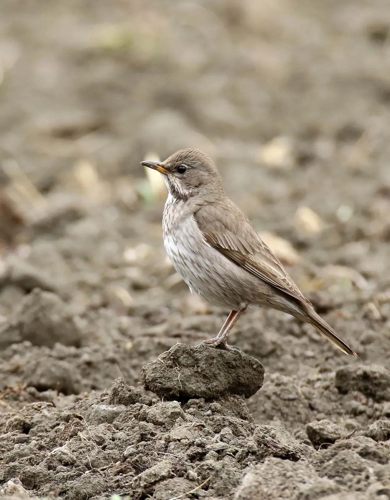 File:Black-throated Thrush (Turdus atrogularis) (33789149703).jpg