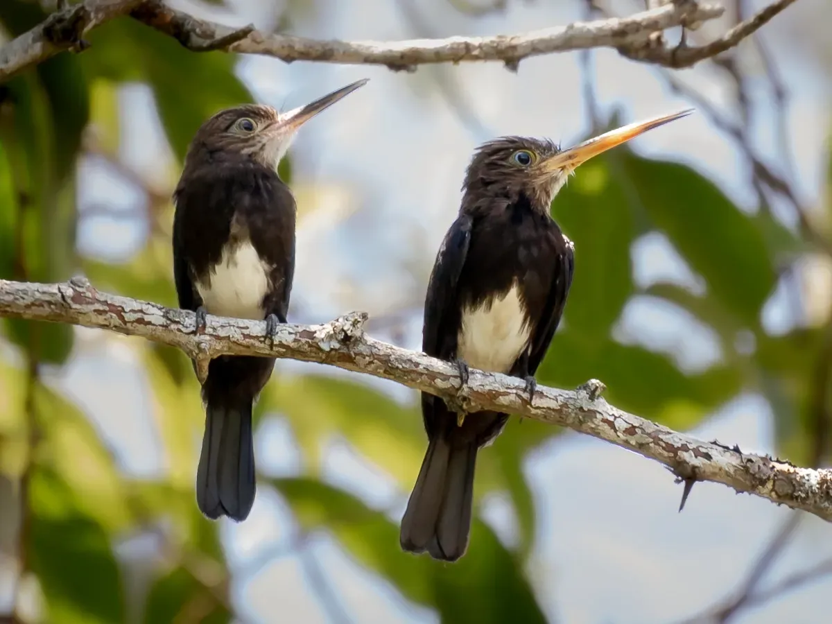 File:Brachygalba lugubris - Brown jacamar; Olimpia, São Paulo, Brazil.jpg