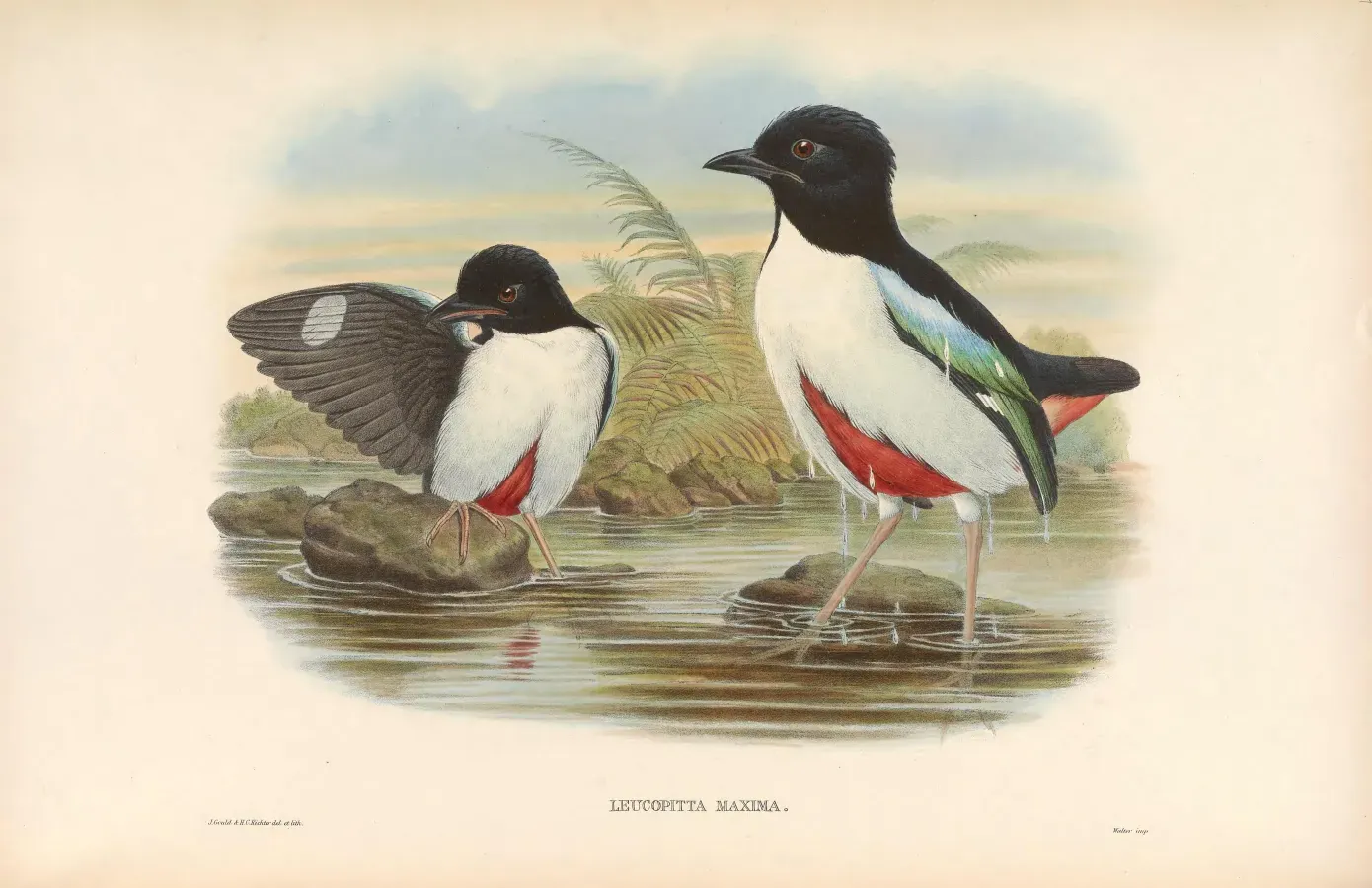 File:Pitta maxima - A monograph of the Pittidae.jpg