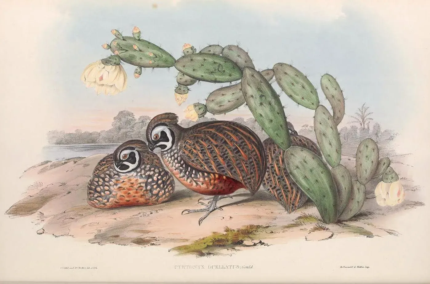 File:Cyrtonyx ocellatus - A monograph of the Odontophorinæ, or, Partridges of America.jpg