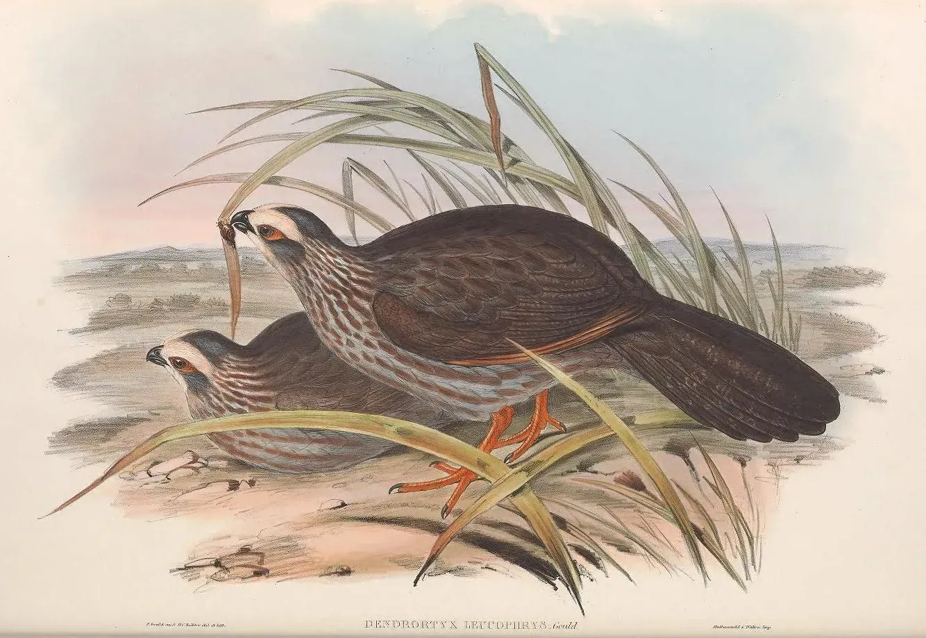 File:Dendrortyx leucophrys - A monograph of the Odontophorinæ, or, Partridges of America.jpg