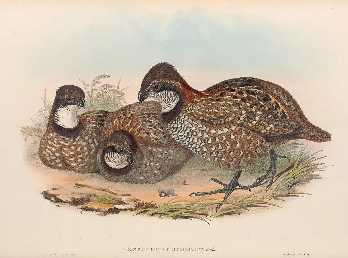File:Odontophorus columbianus - A monograph of the Odontophorinæ, or, Partridges of America.jpg