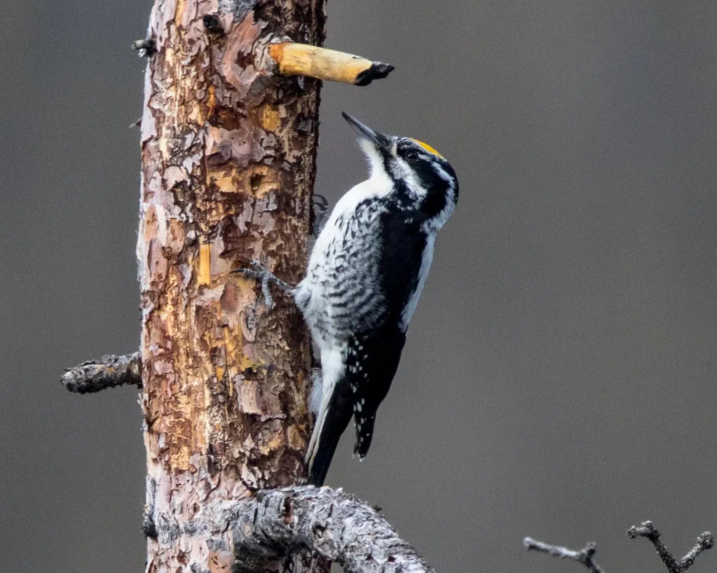 File:American Three-toed Woodpecker (Picoides dorsalis) (19728362134).jpg