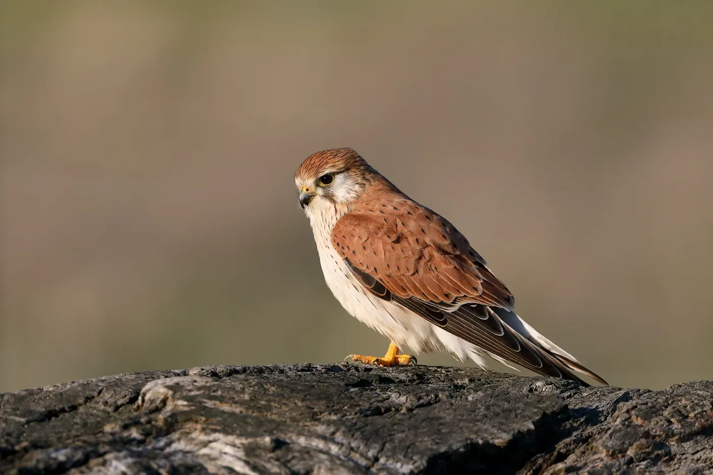 File:Nankeen Kestrel (Falco cenchroides) (43980497412).jpg