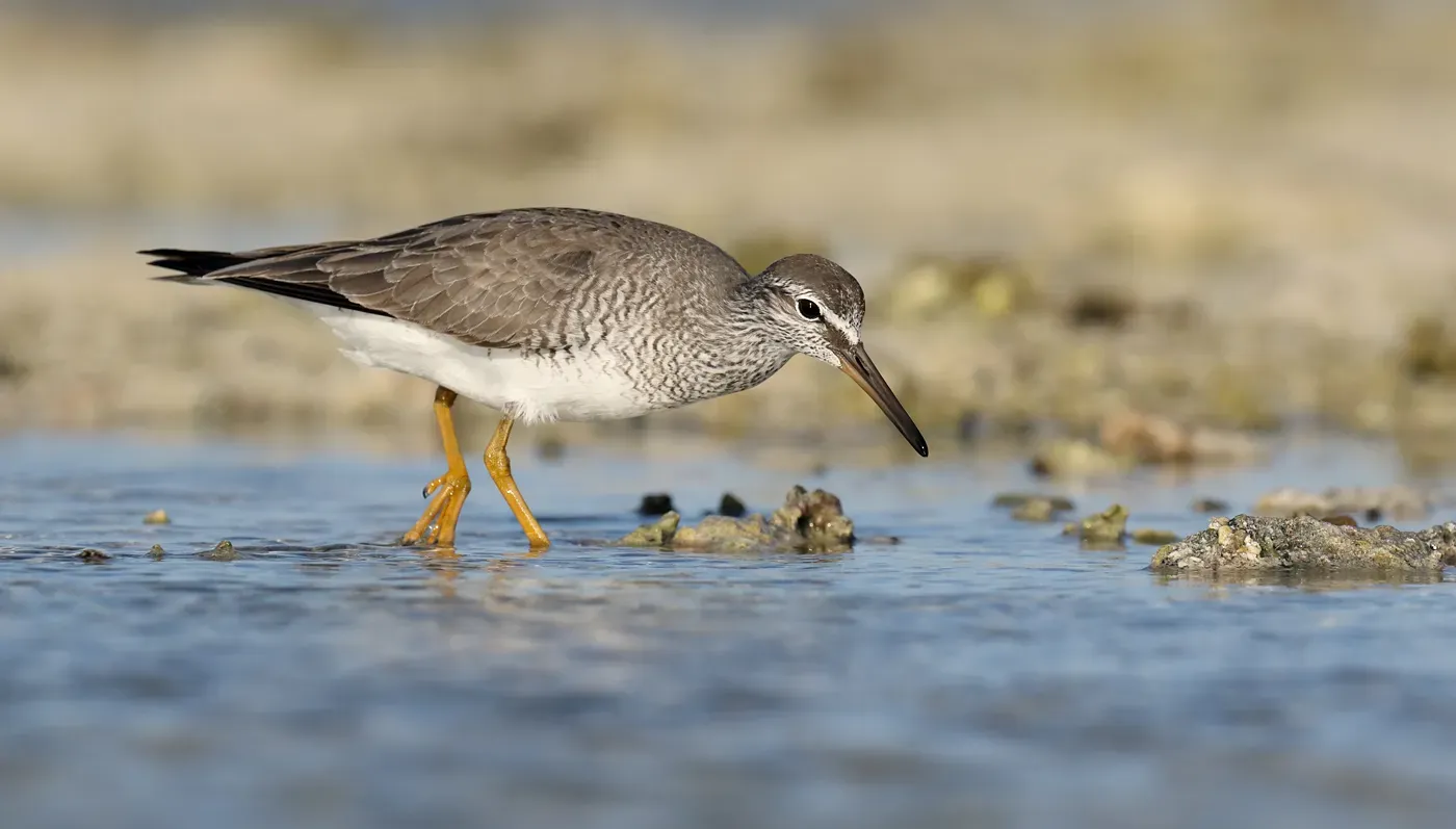 File:Grey-tailed Tattler (Tringa brevipes) (40338840100).jpg
