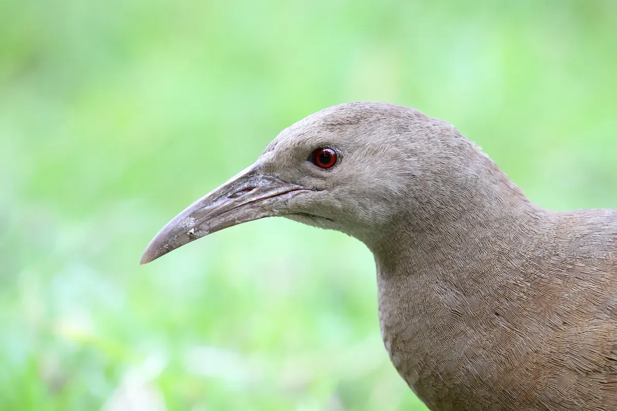 File:Lord Howe Island Woodhen (Gallirallus sylvestris) (26407727469).jpg