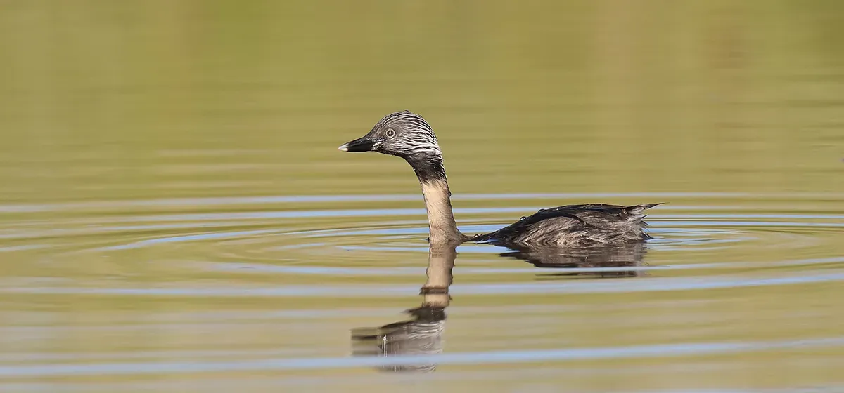 File:Hoary-headed Grebe (Poliocephalus poliocephalus) (31063413590).jpg