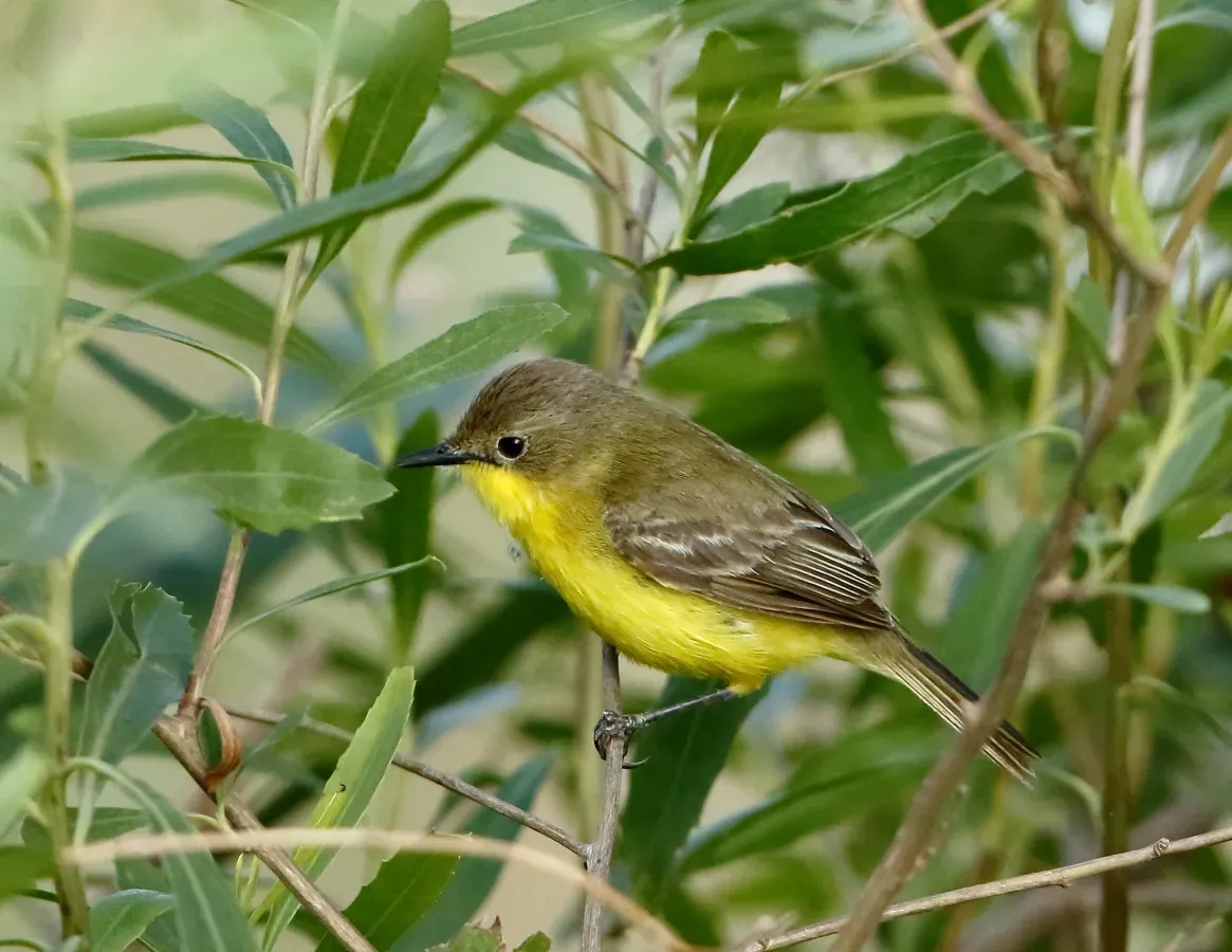 File:Dinelli's doradito Doradito tucumano Tricolino-pardo (Pseudocolopteryx dinelliana) (30364551011).jpg