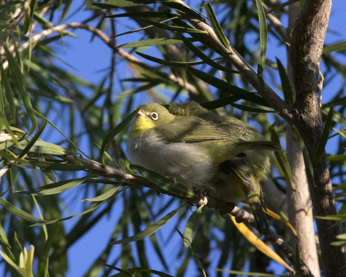 File:Heuglin's White-eye (Zosterops poliogastrus), Lalibela, Ethiopia (17977024739).jpg