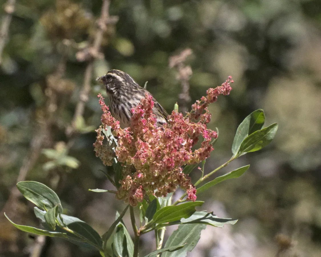 File:Streaky Seedeater (Crithagra striolata) (16341618465).jpg