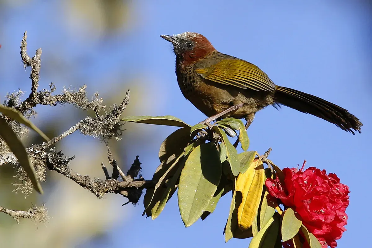File:Brown-capped Laughingthrush (Trochalopteron austeni). It is found in India and Myanmar. (34587626122).jpg