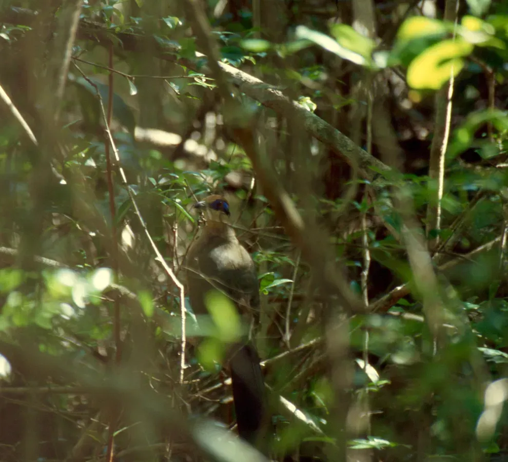 File:Red-capped Coua (Coua ruficeps) (45357148941).jpg