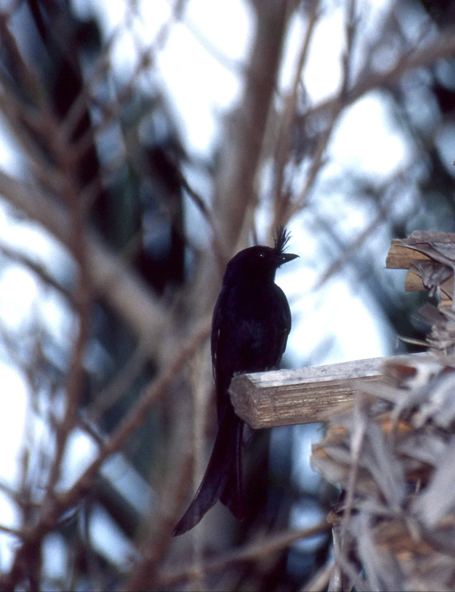 File:Crested Drongo (Dicrurus forficatus) (45290246781).jpg