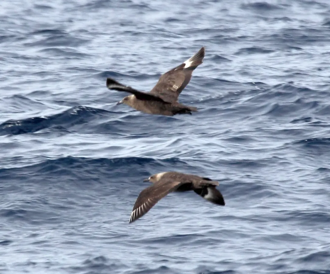 File:South Polar Skua (Stercorarius maccormicki) (18872154328).jpg