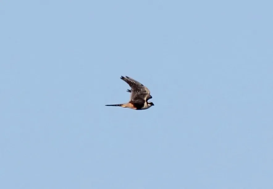 File:Aplomado Falcon (Falco femoralis) (12260006785).jpg
