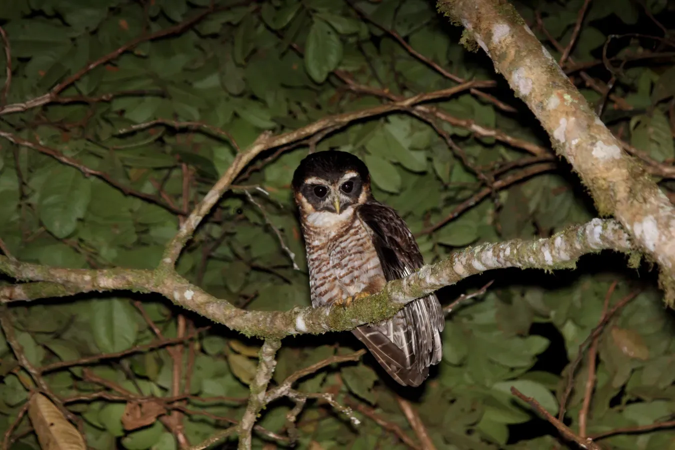 File:Band-bellied Owl (Pulsatrix melanota) (9499668356).jpg