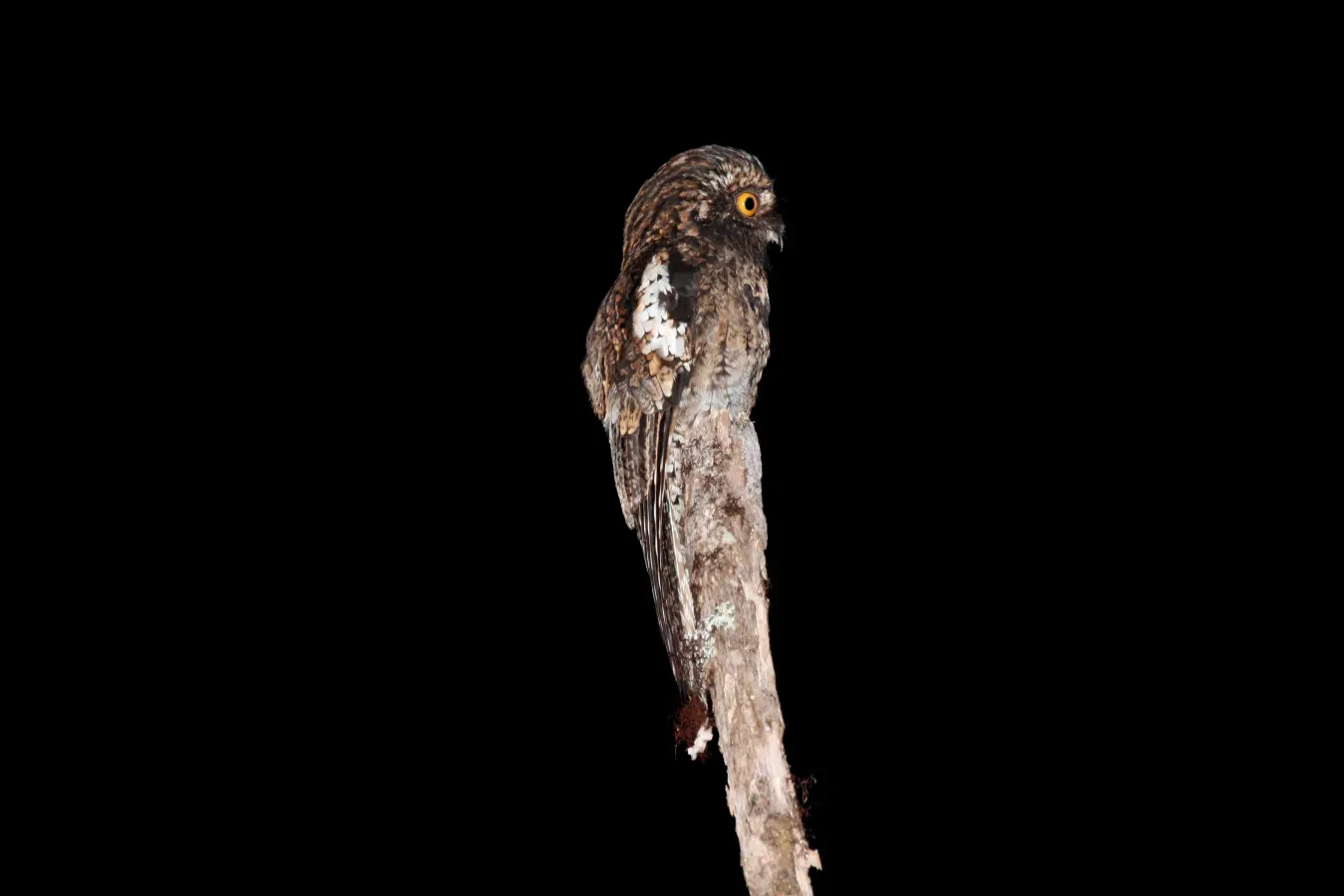 File:Andean Potoo (Nyctibius maculosus) (9496853499).jpg