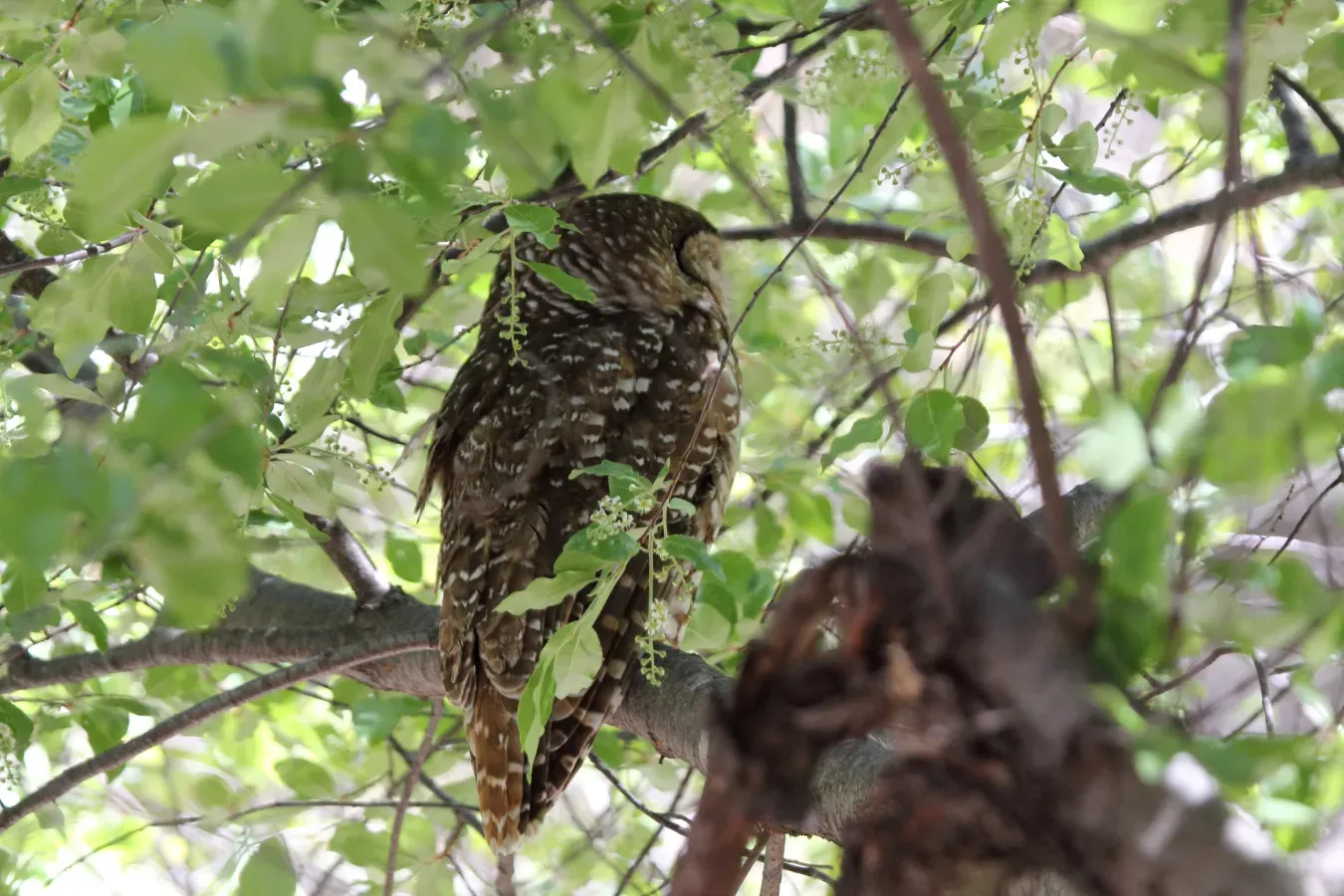 File:Spotted Owl (Strix occidentalis) (8731994431).jpg